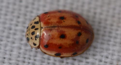 Harmonia quadripunctata